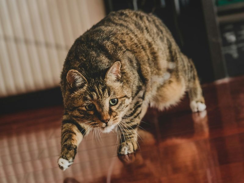 猫の「ぐるぐる」音