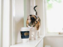 猫とコーヒー