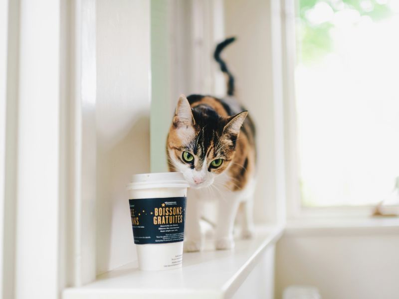 猫とコーヒー