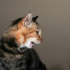猫が咳き込むのに吐かない