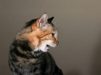猫が咳き込むのに吐かない