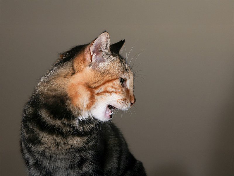 猫が咳き込むのに吐かない