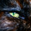 猫の赤い目やに