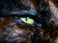 猫の赤い目やに