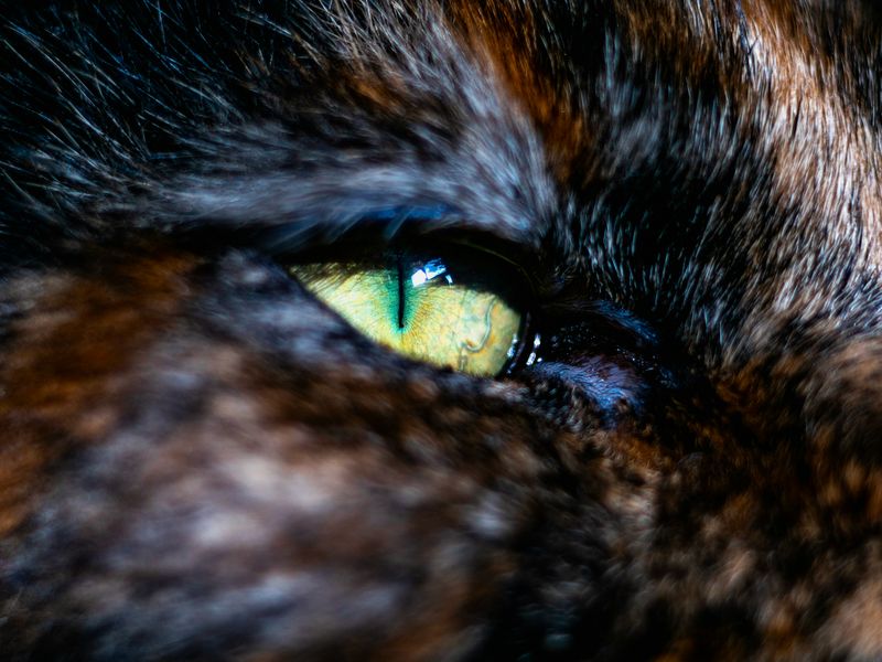 猫の赤い目やに