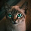 猫の視力