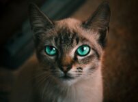 猫の視力