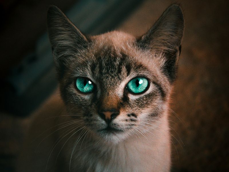 猫の視力