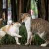 猫の喧嘩