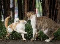 猫の喧嘩