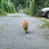 猫がついてくる
