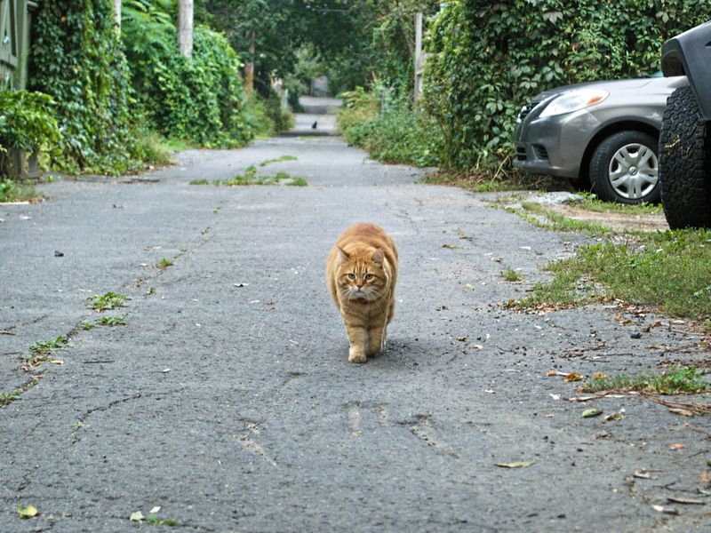猫がついてくる