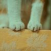 猫の骨折