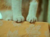 猫の骨折