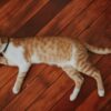 猫が痩せてきた