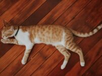 猫が痩せてきた