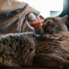 猫用バリカン