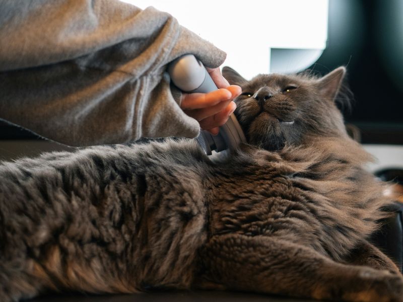 猫用バリカン