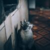 猫を飼っている家の臭い