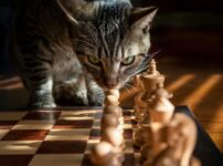 猫の知能