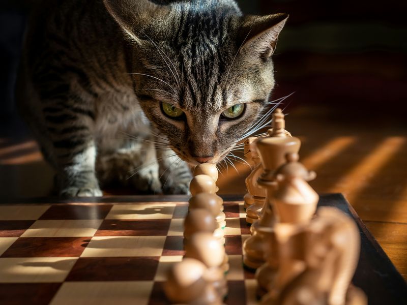 猫の知能