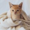 子猫の風邪