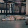 運動不足の猫