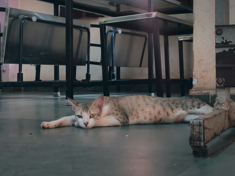 運動不足の猫