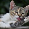 猫が舐めてから噛む