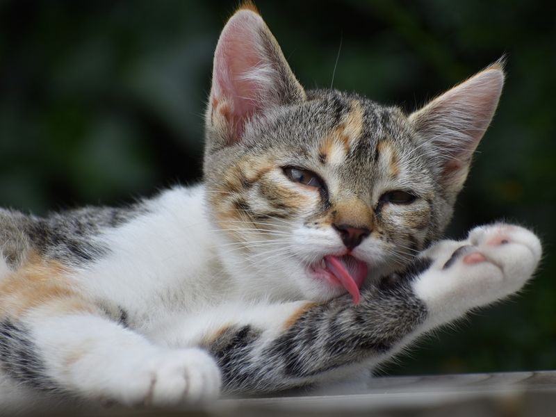 猫が舐めてから噛む