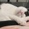 猫が片目をつぶる・細める