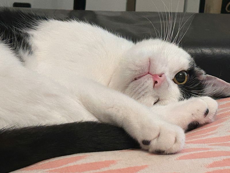猫が片目をつぶる・細める