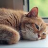 猫の暑さ対策