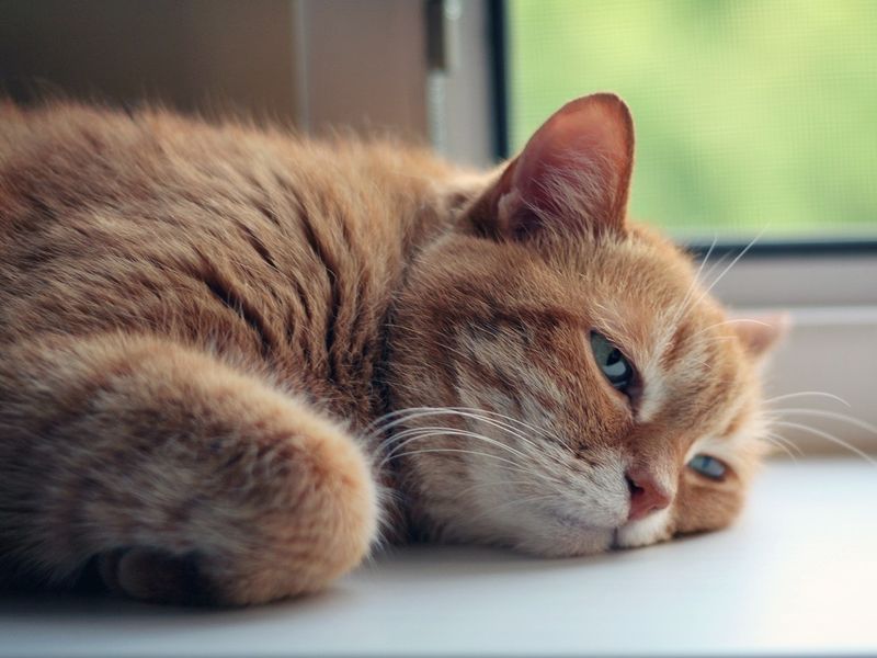 猫の暑さ対策