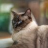 ラグドールの飼い方