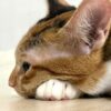 猫の疥癬