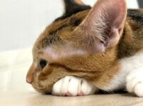 猫の疥癬