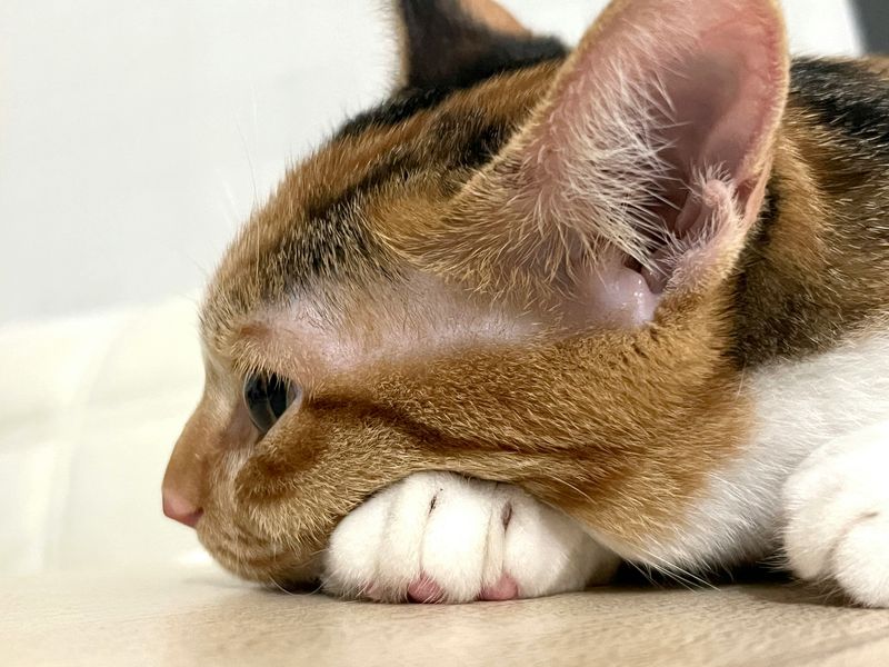 猫の疥癬