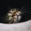 猫の分離不安症