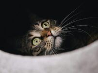 猫の分離不安症