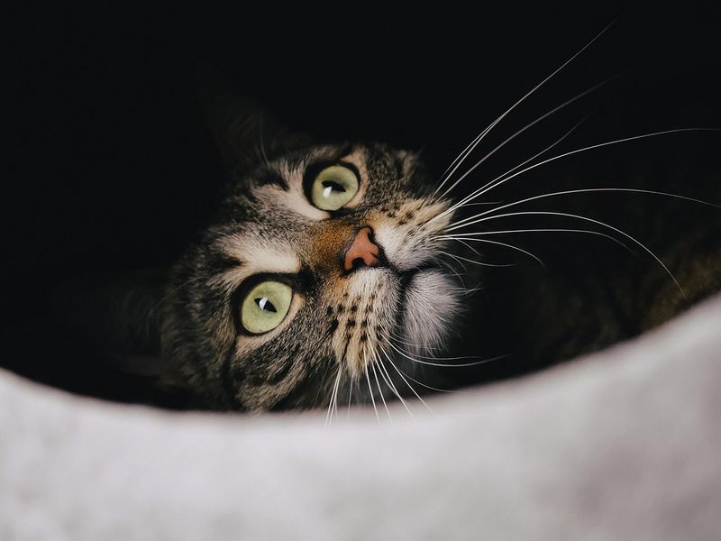 猫の分離不安症