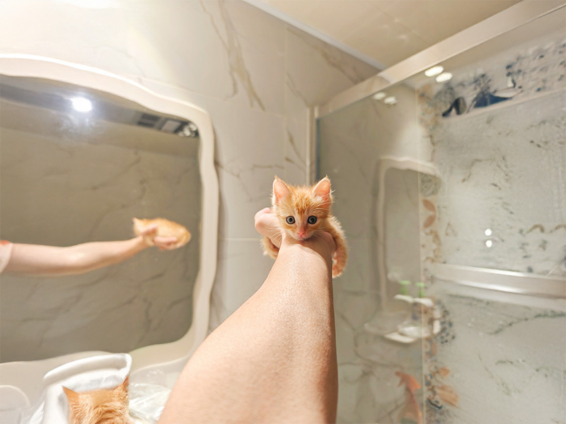 子猫のシャンプー