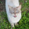 猫が短く鳴く（ニャー、ニャッ）理由