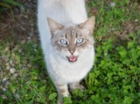 猫が短く鳴く（ニャー、ニャッ）理由