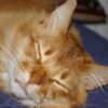 猫がずっと寝てる