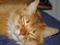 猫がずっと寝てる