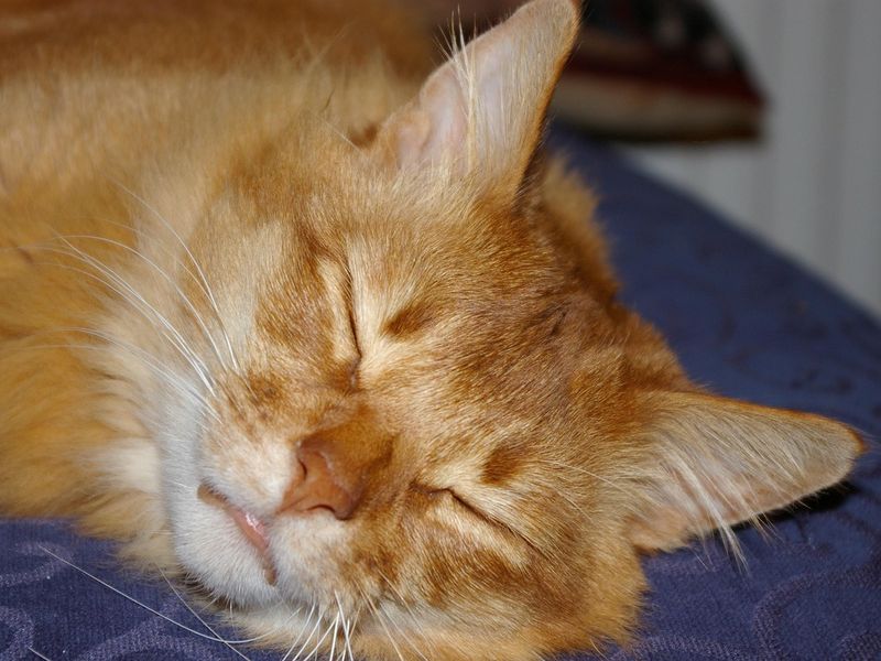 猫がずっと寝てる