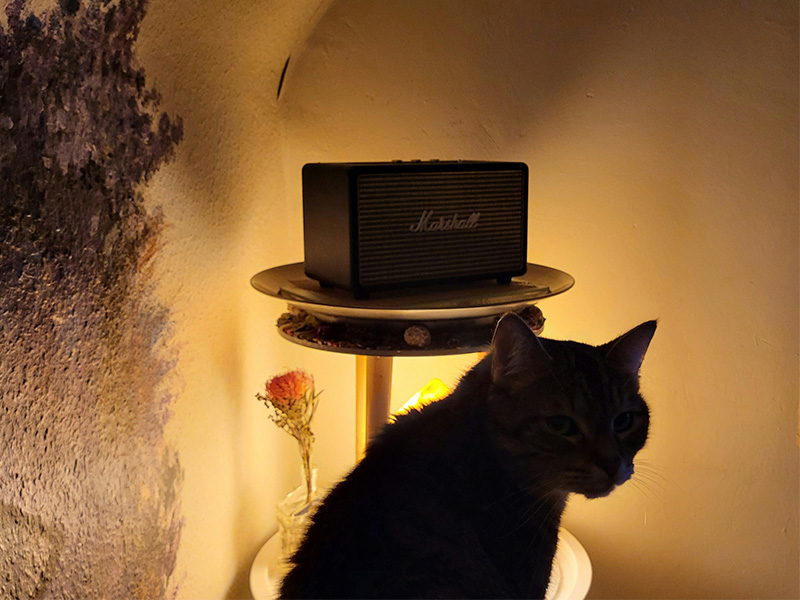 猫が反応する音
