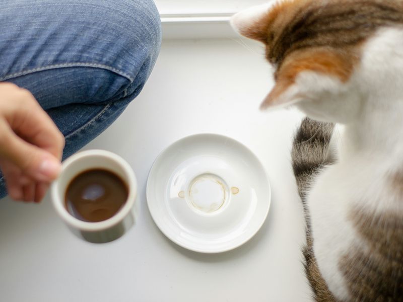 猫とコーヒー