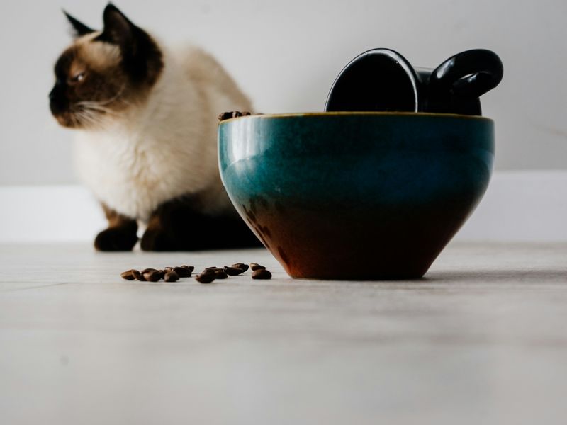 猫とコーヒー